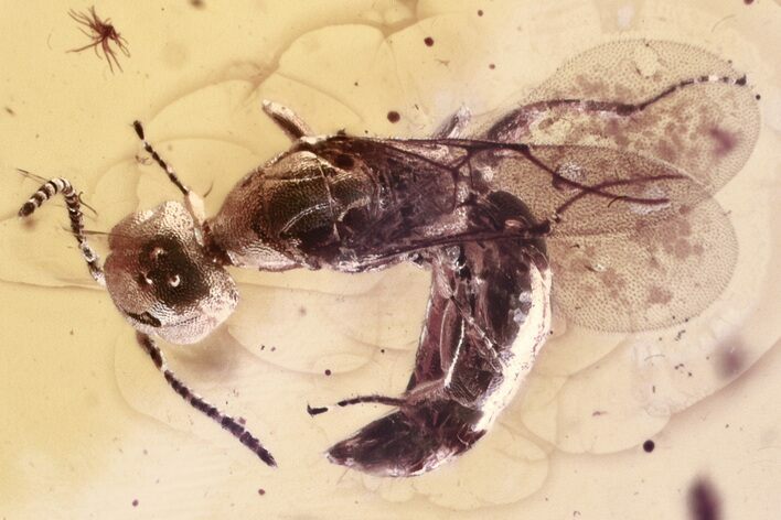 Fossil Wasp (Bethylidae) In Baltic Amber #352718